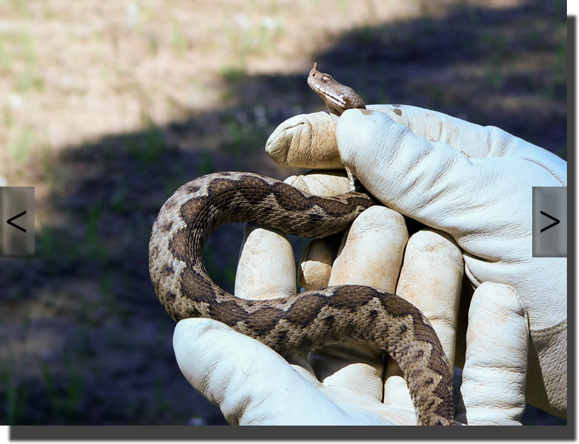 vipera ammodytes